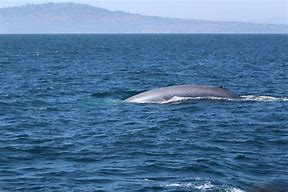 Image result for Blue Whale Aquarium of the Pacific