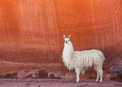 Image result for lama animal habitat