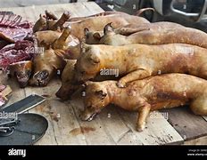 Image result for Dog Meat