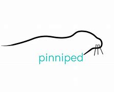 Image result for Pinniped