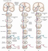 Image result for Spinal Chart Hand Out