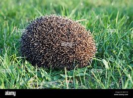 Image result for Hedgehog Ball