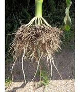 Image result for Akar Pokok Jagung