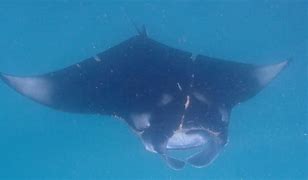 Image result for Manta Raya Isla Del Coco