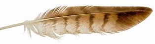 Image result for Brown Feather