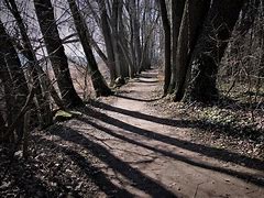 Image result for Forest Walk Path