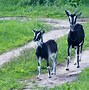 Image result for Brown N White Male Goat