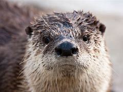 Image result for Ottie the Otter