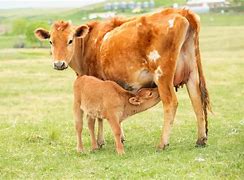 Image result for Baby Bell Cow