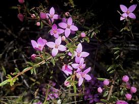 Image result for Boronia Plant