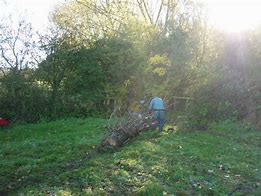 Image result for Dirty around a Tree On the Footpath