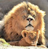 Image result for Cute Male Lion