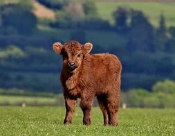 Image result for Calf Baby Cow