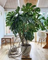 Image result for Cây Monstera