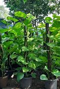 Image result for Money Plant Succulent