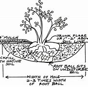 Image result for Planting Shrubs