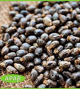 Image result for Ethiopian Castor Seeds