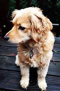 Image result for Basset Spaniel Mix