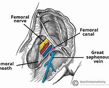 Image result for femoral canal function