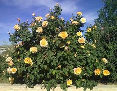 Image result for How to Plant Rose Bushes