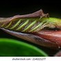 Image result for Root Cap Apical Meristem