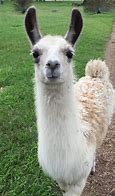 Image result for Pet Llama