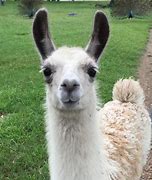 Image result for Llama Tierna