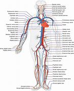 Image result for Arteries in Circulatory System