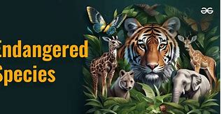 Image result for What Is Endangered Species