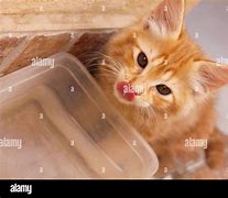 Image result for Kitten Drinking Water