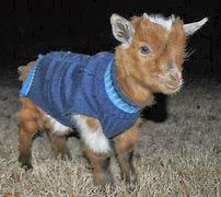 Image result for Funny Baby Goats