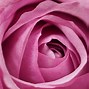 Image result for Rose Petals