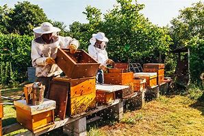 Image result for Honey Beekeeping