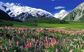 Image result for New Zealand Spring Flowers