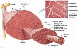 Image result for Image Showing Skeleton and Muscles