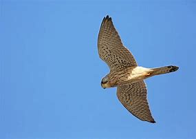 Image result for Kestrel and Peregrine Falcon