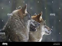 Image result for Wolf Side Rear View