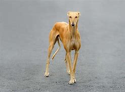 Image result for Galgo Dog Breed