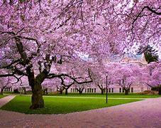 Image result for Cherry Blossom Wallpaper Desktop