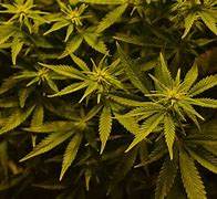 Image result for Cannabis HD