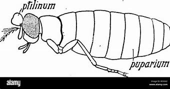 Image result for House Fly Pupa