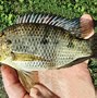 Image result for Live Tilapia Fish