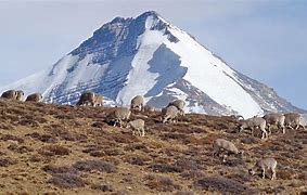 Image result for Snow Leopard Salking Prey