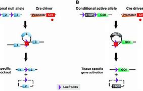 Image result for Cre/loxP Recombination