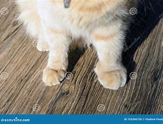 Image result for Cat Snake Bite