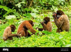 Image result for Jungle Monkey Toy