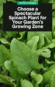 Image result for Female Spinach Plant