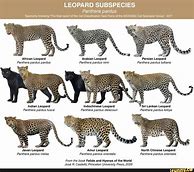 Image result for Nimr Panthera Pardus Poster