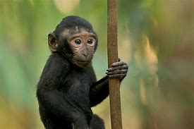 Image result for Macaque Cute