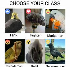 Image result for Birb Memes